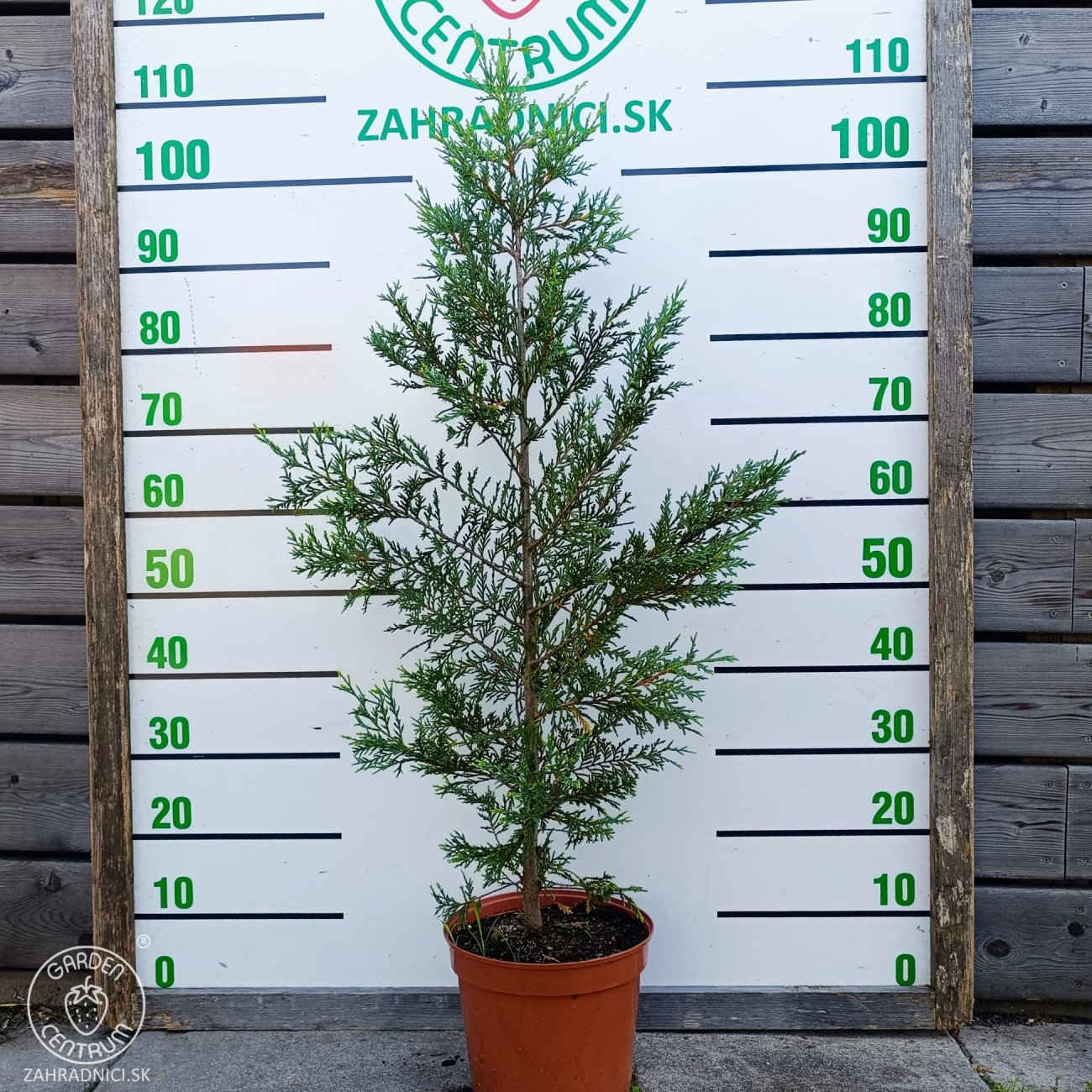 Obrázok Cyprusovec leylandský (Cupressocyparis leylandii) ´CASTLEWELLAN GOLD´ - výška 70-90 cm, kont. C5L